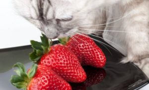 fraise pour le chat