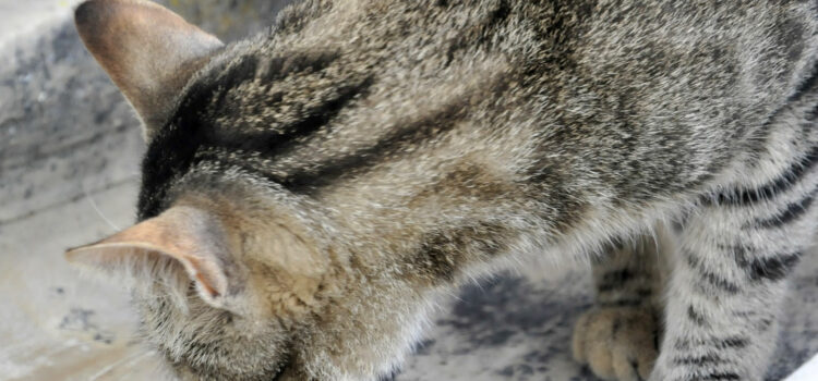 Mon chat a des calculs rénaux / urinaires : que lui donner à manger ?