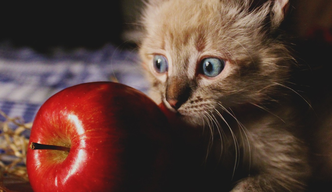 pomme pour le chaton