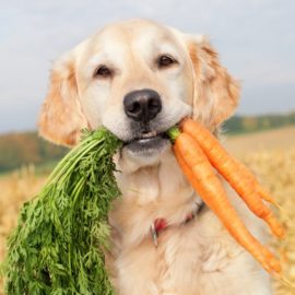donner des légumes à son chien
