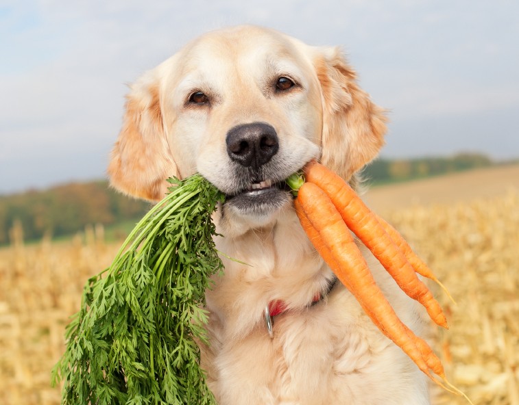 Puis-je donner des légumes à mon chien ou mon chat ?