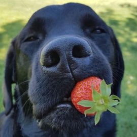 donner des fruits à un chien