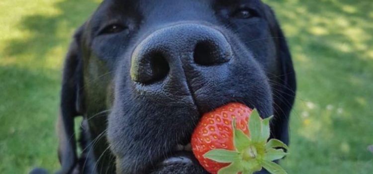 donner des fruits à un chien