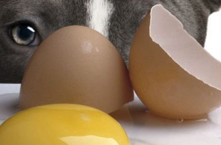 oeufs pour le chien