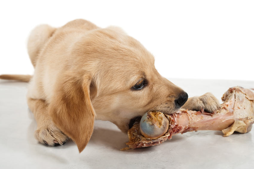 Puis-je donner des os à mon chien?