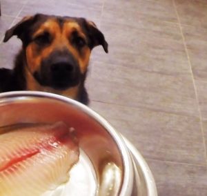 poisson pour le chien