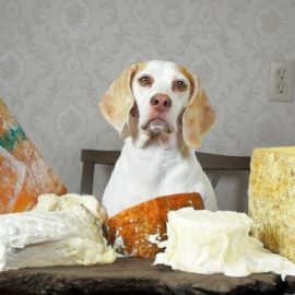 fromage pour le chien