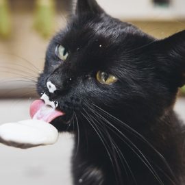yaourt pour un chat