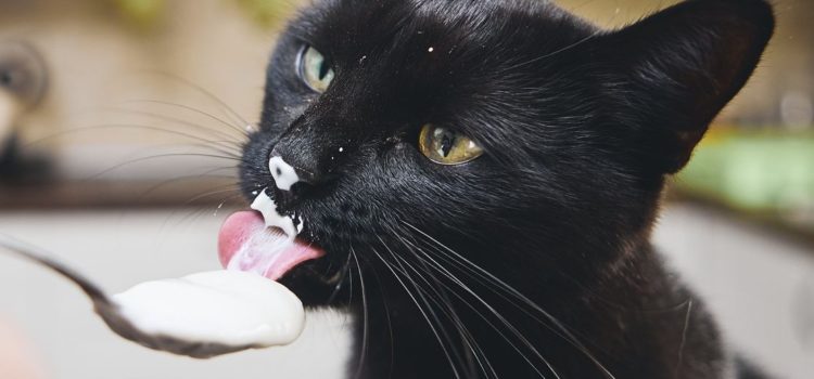 Mon chien / chat ne digère pas le lait : peut-il manger du yaourt ?