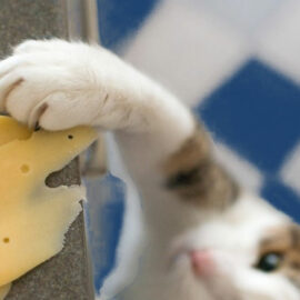 laitage pour un chat
