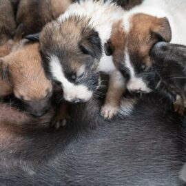 nourrir une chienne qui allaite