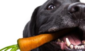 légumes pour les chiens