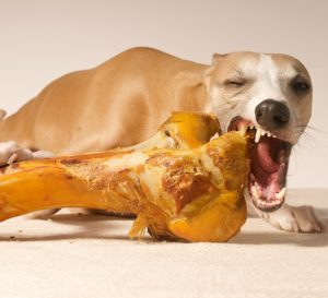 Les dangers de laisser nos chiens manger des os