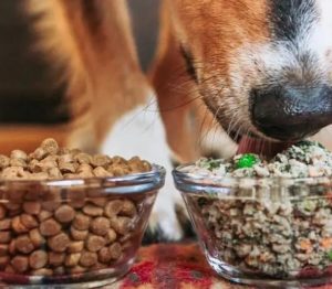 Alterner ration ménagère, croquettes, ration mixte chez le chien : oui ou non ?