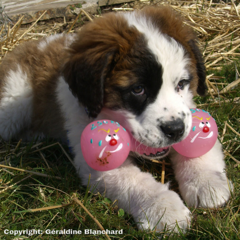 barf pour les chiots