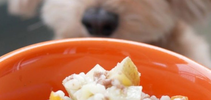 les glucides dans lu0027alimentation du chien : riz, pâtes, pommes de 