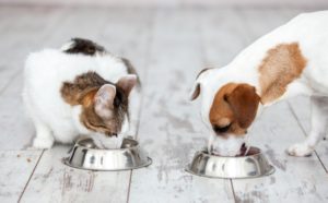 La ration ménagère devient-elle vraiment plus fréquente pour nourrir le chien et le chat ?