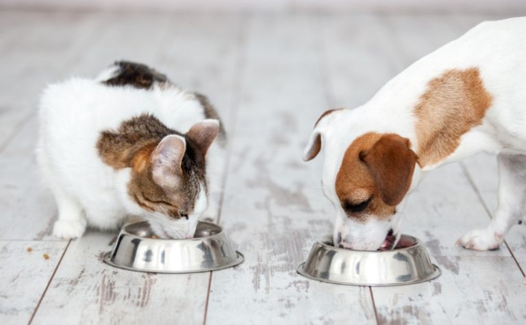 ration mixte chiens chats