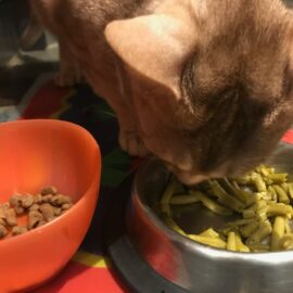 nombre de repas par jour pour un chien ou un chat
