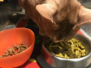 Combien de repas par jour pour un chien ou un chat ? – Vidéo