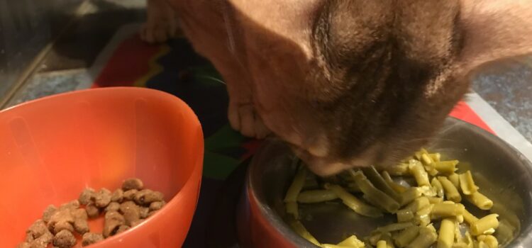 nombre de repas par jour pour un chien ou un chat