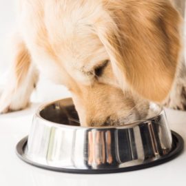 nombre de repas pour un chien