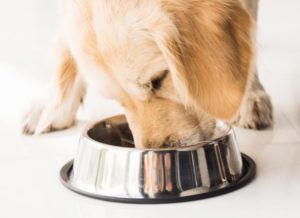 nombre de repas pour un chien