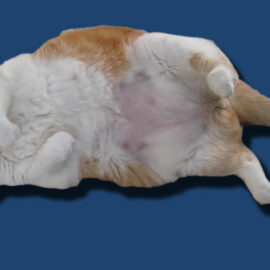 sterilisation chat et surpoids