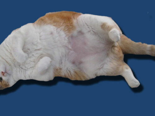 sterilisation chat et surpoids