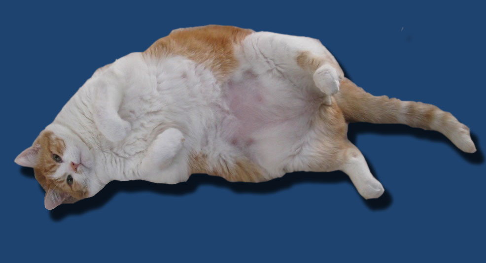 Stérilisation du chat et surpoids – Vidéo