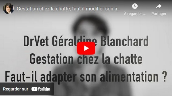 alimentation chatte en gestation