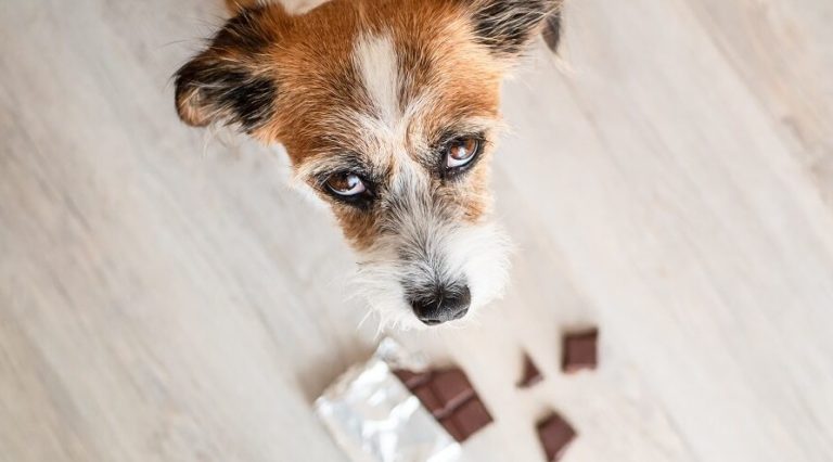 toxique pour le chien