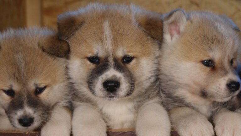 alientation chiot shiba