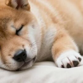 chiot Shiba et stérilisation