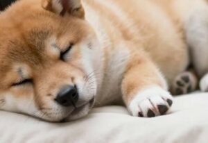 Castration du chiot…faut-il passer à un aliment adulte ?