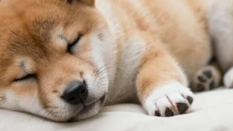 Castration du chiot…faut-il passer à un aliment adulte ?
