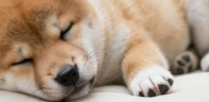 Castration du chiot…faut-il passer à un aliment adulte ? chiot Shiba et stérilisation