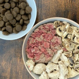 viande et alimentation industrielle pour un chien