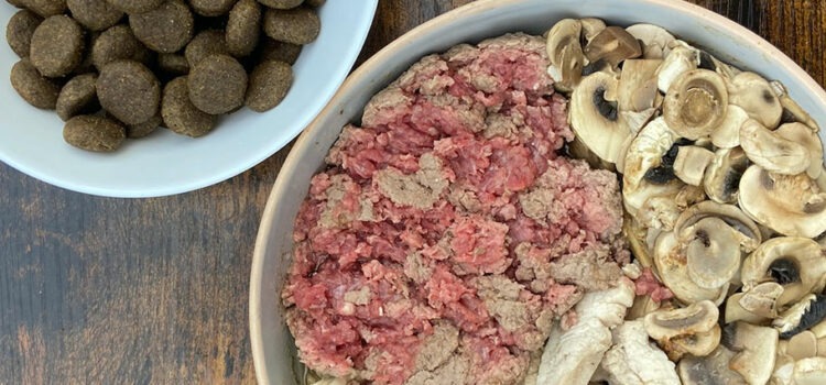 viande et alimentation industrielle pour un chien