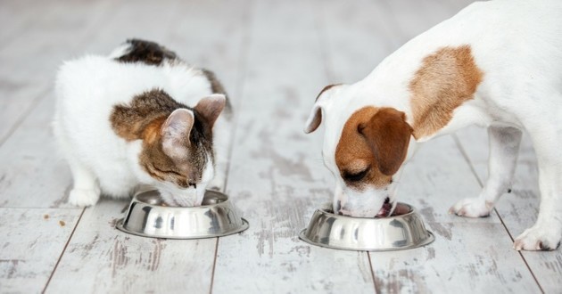 nutrition-chien-chat