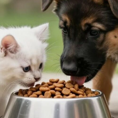 sevrage du chiot et du chaton
