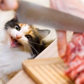 quantite viande chat