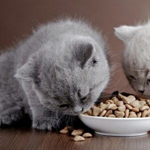 alimentation du chaton