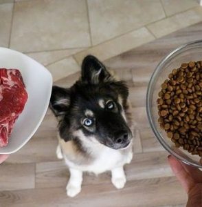chien viande ou croquettes