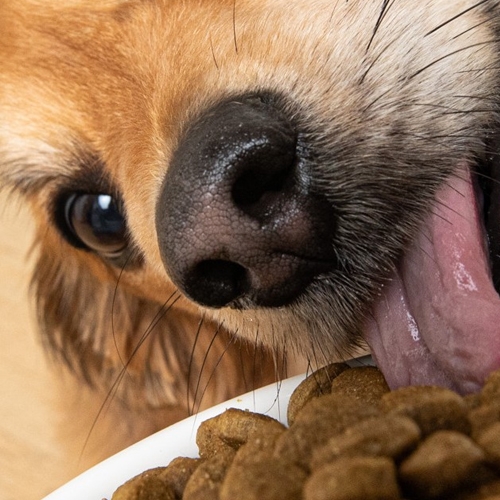 cuisiner une ration ménagère pour son chien