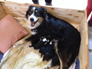 Comment faire manger (équilibré) à une chienne qui allaite mais refuse ses croquettes ?