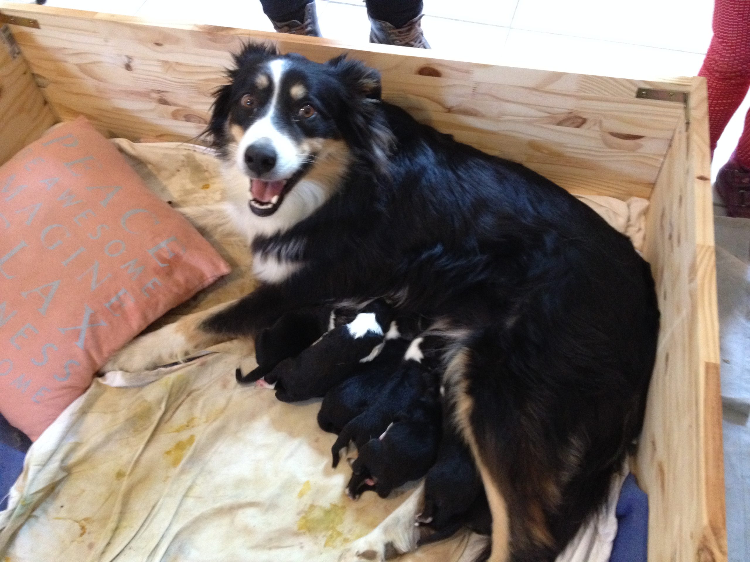 Comment faire manger (équilibré) à une chienne qui allaite mais refuse ses croquettes ?