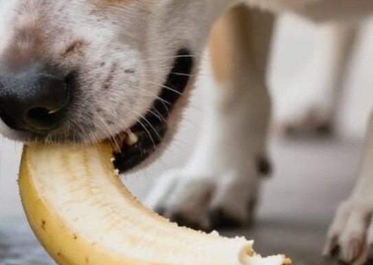 banane pour un chien