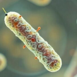 bactéries résistantes aux antibiotiques