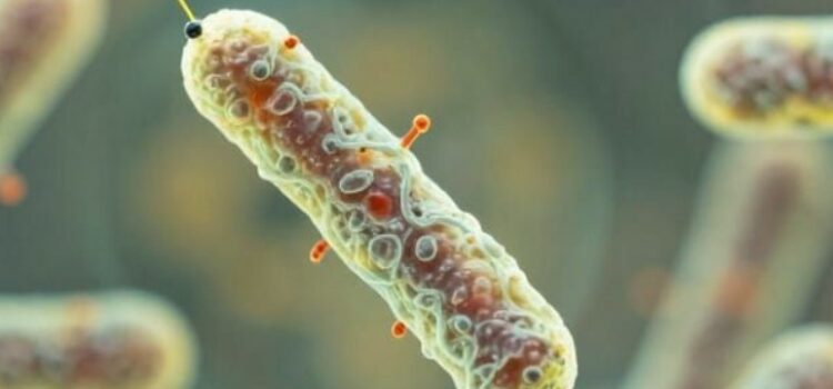 BARF, alimentation crue et portage de bactéries résistantes aux antibiotiques : mythe ou réalité ? bactéries résistantes aux antibiotiques